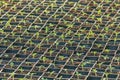 Sprouted Tomato. Potted Tomato Seedlings Green Leaves