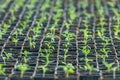 Sprouted Tomato. Potted Tomato Seedlings Green Leaves