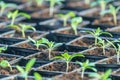Sprouted Tomato. Potted Tomato Seedlings Green Leaves Royalty Free Stock Photo