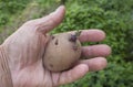 Sprouted tuber in farmer hand. Inspection of seed potatoes Royalty Free Stock Photo