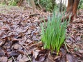 A sprouted tuft of grass among the spring forest. Royalty Free Stock Photo