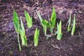 Sprouted tulip bulbs in early spring Royalty Free Stock Photo
