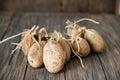 sprouted ugly organic potato on wooden background