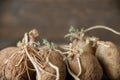 sprouted ugly organic potato on wooden background