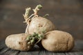 sprouted ugly organic potato on wooden background