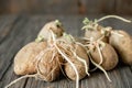 sprouted ugly organic potato on wooden background