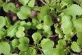 Sprouted vegetable with light green leaves Royalty Free Stock Photo