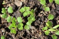 Sprouted vegetable with light green leaves Royalty Free Stock Photo