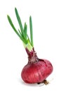 Sprouted violet onion