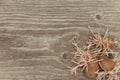 Sprouted weird organic potatoes on rustic wooden background. Flabby, wrinkled, ugly potato with young sprouts and roots. Planting Royalty Free Stock Photo