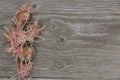 Sprouted weird organic potatoes on rustic wooden background. Flabby, wrinkled, ugly potato with young sprouts and roots. Planting