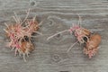 Sprouted weird organic potatoes on wooden background. Flabby, wrinkled, ugly potato with young sprouts and roots. Planting