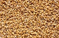 Sprouted wheat background Royalty Free Stock Photo