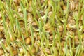 Sprouted wheat background Royalty Free Stock Photo