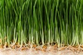 Sprouted wheat background. Healthy eating Royalty Free Stock Photo