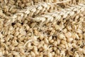 Sprouted Wheat and Ear of Wheat as a Background Royalty Free Stock Photo