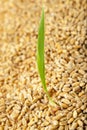 Sprouted wheat grain Royalty Free Stock Photo