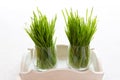 Sprouted wheat grains in glasses on a white tray, wheat microgreen Royalty Free Stock Photo