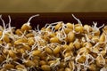 Sprouted wheat grains Royalty Free Stock Photo