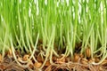 Sprouted wheat grass, closeup Royalty Free Stock Photo