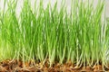 Sprouted wheat grass, closeup Royalty Free Stock Photo