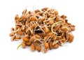 Sprouted wheat seeds Royalty Free Stock Photo