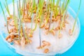 The sprouted wheat seeds in the biotecnological laboratory. Royalty Free Stock Photo