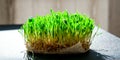Sprouted wheat on table. Roots, food, health. Micro green sprouts. Organic, vegan healthy food concept. Home gardening Seedlings Royalty Free Stock Photo
