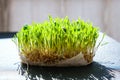 Sprouted wheat on table. Roots, food, health. Micro green sprouts. Organic, vegan healthy food concept. Home gardening Seedlings Royalty Free Stock Photo