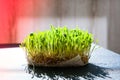 Sprouted wheat on table. Roots, food, health. Micro green sprouts. Organic, vegan healthy food concept. Home gardening Royalty Free Stock Photo