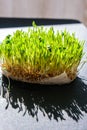 Sprouted wheat on table. Roots, food, health. Micro green sprouts. Organic, vegan healthy food concept. Home gardening Royalty Free Stock Photo