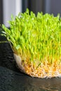 Sprouted wheat on table. Roots, food, health. Micro green sprouts. Organic, vegan healthy food concept. Home gardening Royalty Free Stock Photo