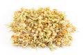 Sprouted wheat on a white background Royalty Free Stock Photo