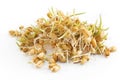 Sprouted wheat on a white background Royalty Free Stock Photo