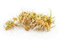 Sprouted wheat on a white background Royalty Free Stock Photo