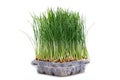 Sprouter tray with Organic Fresh Green Wheat Grass on white background. Pet grass, cat grass Royalty Free Stock Photo