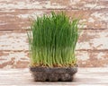 Sprouter tray with Organic Fresh Green Wheat Grass on wooden background. Pet grass, cat grass Royalty Free Stock Photo