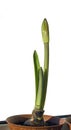 Sprouting amaryllis bulb Royalty Free Stock Photo