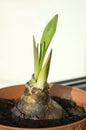 Sprouting amaryllis bulb on window sill