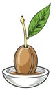 Sprouting Avocado Seed in Water Bowl with Leaf, Graphic Illustration of Avocado Germination Royalty Free Stock Photo