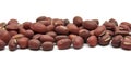 Sprouting azuki bean Royalty Free Stock Photo