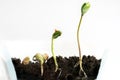 Sprouting of bobs Royalty Free Stock Photo