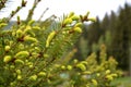 The sprouting branch is very lush green needles are still soft spruce new young cones Royalty Free Stock Photo