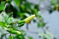 Sprouting bud of a flower with green calyx