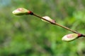 Sprouting bud in spring Royalty Free Stock Photo