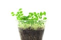 Sprouting chia seeds plant Royalty Free Stock Photo