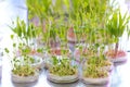 Sprouting chickpea seeds, treated with pesticides in a petri dish Royalty Free Stock Photo