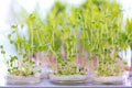 Sprouting chickpea seeds, treated with pesticides in a petri dish Royalty Free Stock Photo