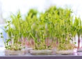 Sprouting chickpea seeds, treated with pesticides in a petri dish Royalty Free Stock Photo