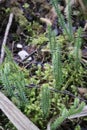 sprouting Clubmoss